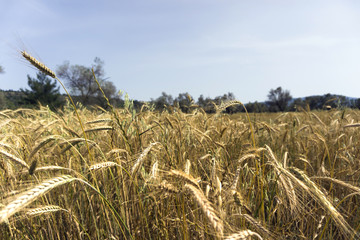 Glean field in agricultural area at mediterranean country © COSPV