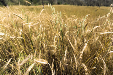Glean field in agricultural area at mediterranean country © COSPV