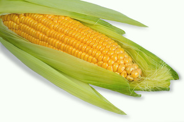 Corn isolated on white background