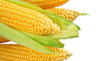 Corn isolated on white background