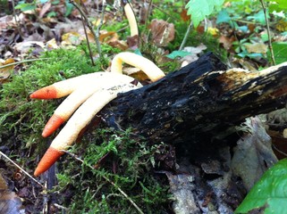 champignon nature bois
