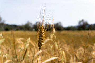 Glean field in agricultural area at mediterranean country © COSPV