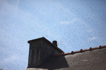 Essaim d'abeille en vol
