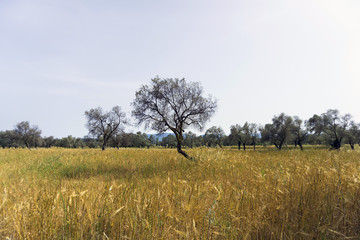 Glean field in agricultural area at mediterranean country © COSPV