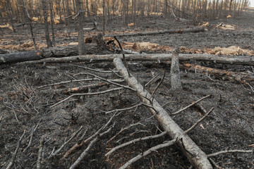 In  forest after the fire