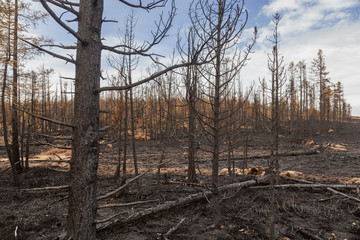 In  forest after the fire