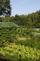 Fototapeta na wymiar vegetable garden