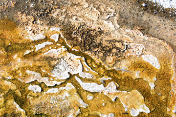 Colorful Bacteria mats of thermophilic microorganisms in the runoff of hot springs, Yellowstone National Park, Wyoming