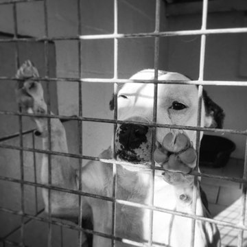 Young Pup In An Animal Rescue Centre