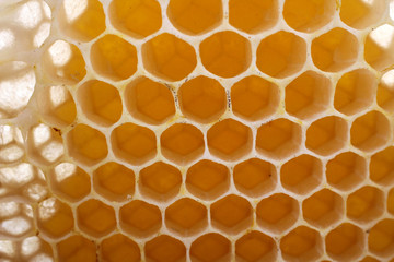 delicious honeycomb closeup