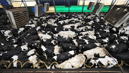 Large group of black-and-white cows on farm, view from above