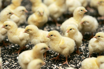Group of young chickens in poultry farm