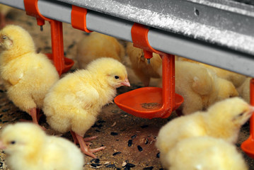 Group of young chickens in poultry farm - obrazy, fototapety, plakaty
