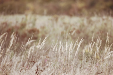 Fototapeta premium background autumn grass