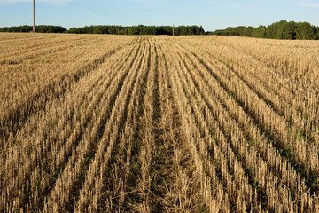 Empty field in autumn time on sunny day