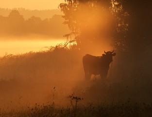 One cow in morning mysterious fog