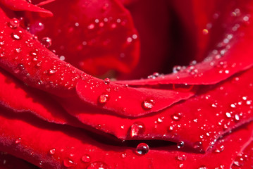 Red rose, water drops - 93112604