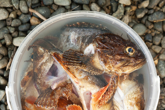 Fresh fish Scorpaena porcus. Gutted fish. Several freshly caught fishes in a plastic bucket. Catch in a bucket of water