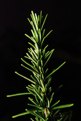 Rosemary on black