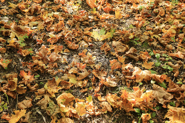 background of fallen leaves on the asphalt in the city
