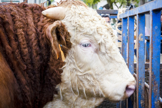 Vaca Berrenda en el establo. Vaca en las cuadras. Subasta de vacas.