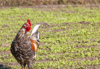 One colorful rooster from a poultry farm