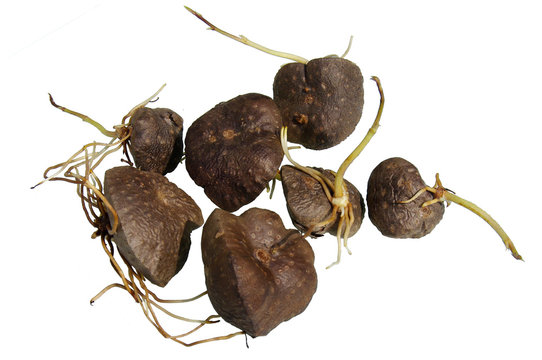 Pommes en l&rsquo;air de la R&eacute;union [igname, hoffe, Dioscorea bulbifera]