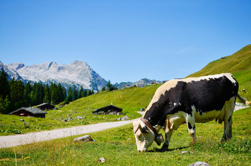 Fototapeta na wymiar cow on alpine meadow