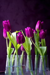 Violette Tulpen in Wassergläsern vor dunklem Hintergrund