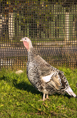 One grey turkey on a poultry farm