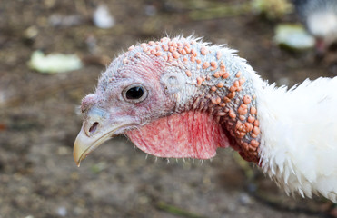 One white turkey on a poultry farm