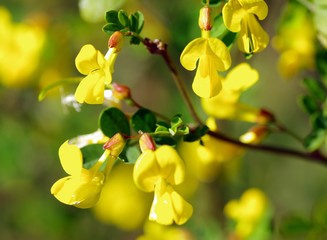 Gelbe Bl&uuml;ten im Fr&uuml;hling
