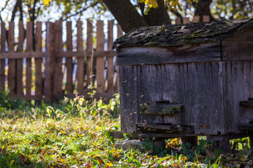 Bees in front of their hive