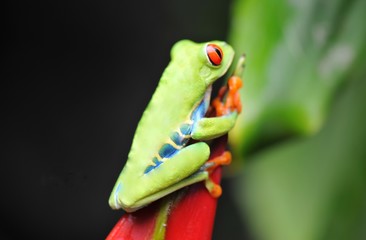 Obraz premium grenouille costa rica