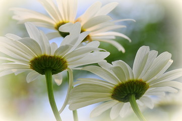 marguerites