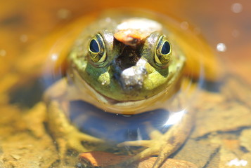 Grenouille