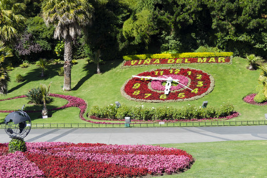 clock flower chile 