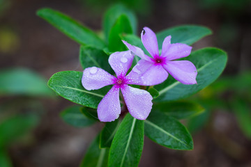 Purple flowers