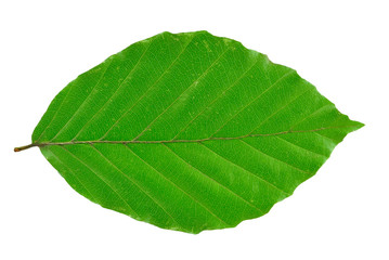 beech leaf isolated on white background - obrazy, fototapety, plakaty