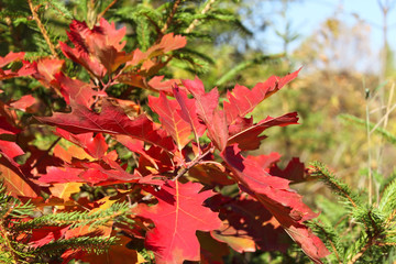 Bright red oak leaves in autumn season