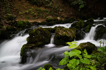 stream in the forest