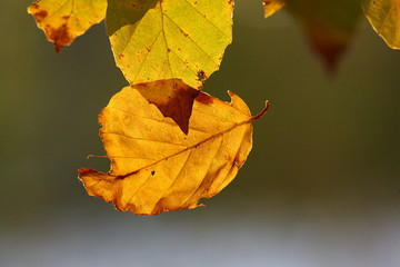 Herbst