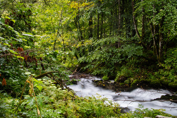 stream in the forest