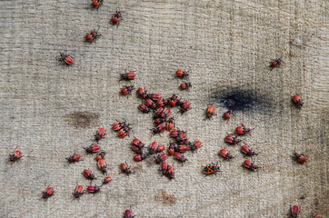 lot of red bugs on wooden texture
