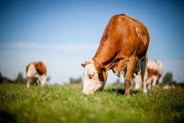 Deurstickers Koe koe op grasveld