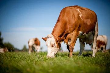 Papier Peint photo Lavable Vache vache sur terrain herbeux