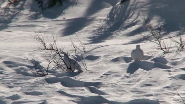 Willow Ptarmigan&nbsp;(Lagopus lagopus) picking on shrubs on Tundra in winter landscape.