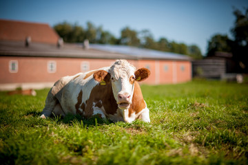 cow on grassy field