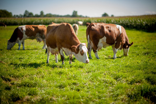 cow on grassy field