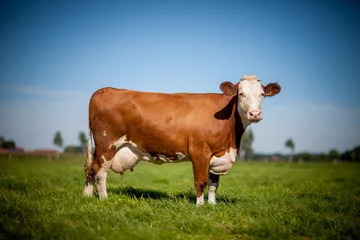 Papier Peint photo Vache vache sur terrain herbeux